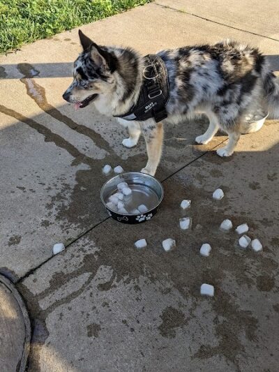 ValPAWraiso Dog Park - Valparaiso, IN