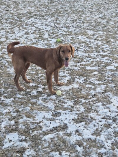 ValPAWraiso Dog Park - Valparaiso, IN