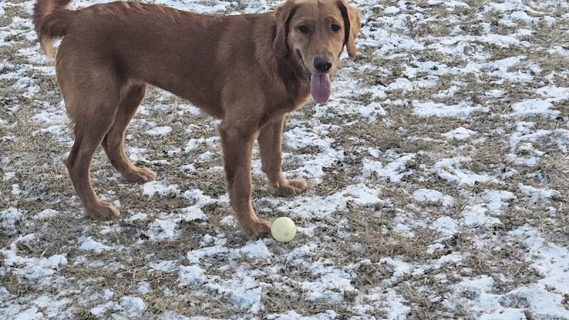 ValPAWraiso Dog Park - Valparaiso, IN