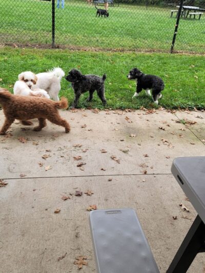 ValPAWraiso Dog Park - Valparaiso, IN