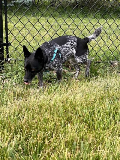 ValPAWraiso Dog Park - Valparaiso, IN