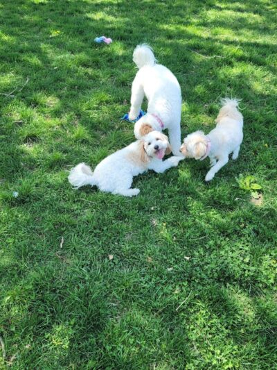 ValPAWraiso Dog Park - Valparaiso, IN