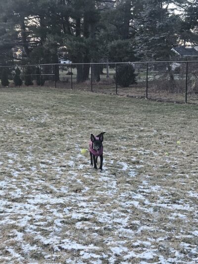 ValPAWraiso Dog Park - Valparaiso, IN