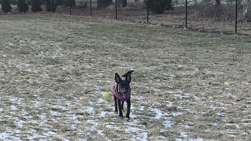 ValPAWraiso Dog Park - Valparaiso, IN