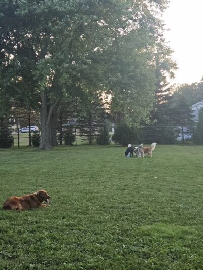 ValPAWraiso Dog Park - Valparaiso, IN