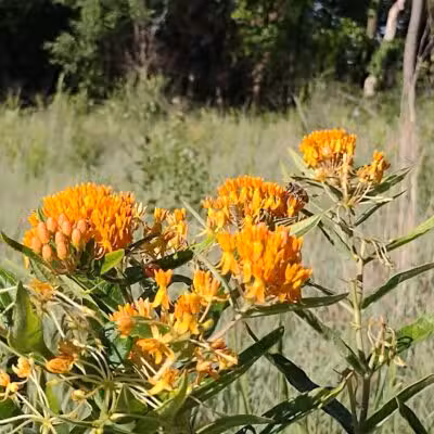 Riggs Heritage Park - Van Buren Township,