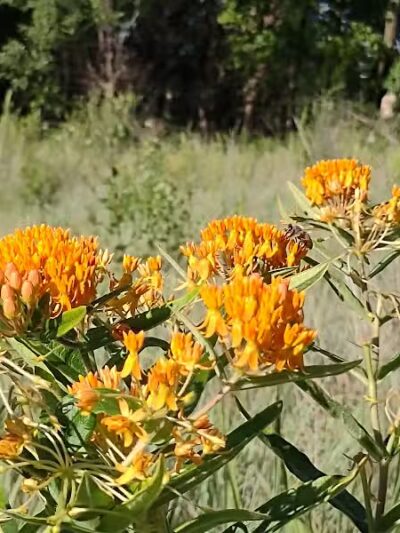 Riggs Heritage Park - Van Buren Township,