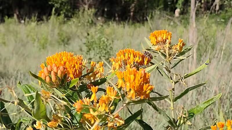Riggs Heritage Park - Van Buren Township,
