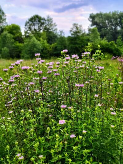 Riggs Heritage Park - Van Buren Township,