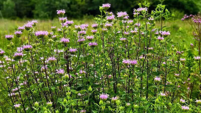 Riggs Heritage Park - Van Buren Township,