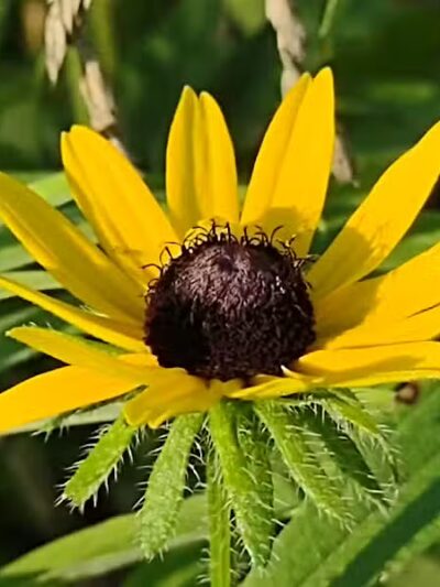 Riggs Heritage Park - Van Buren Township,