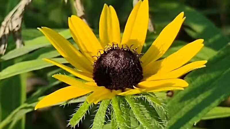 Riggs Heritage Park - Van Buren Township,