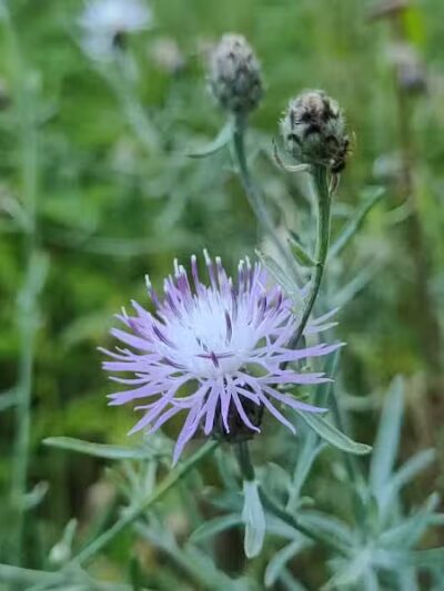 Riggs Heritage Park - Van Buren Township,