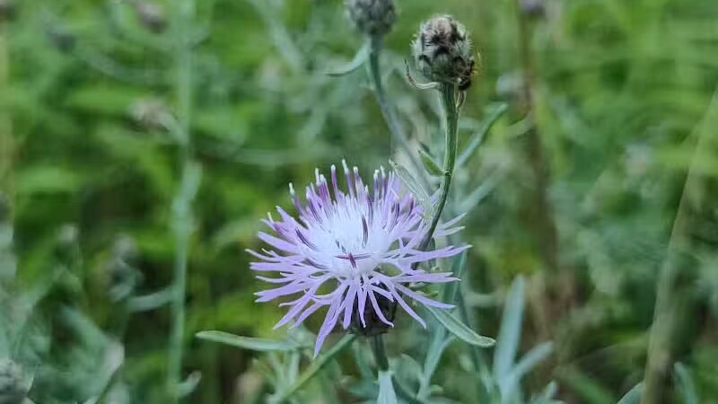 Riggs Heritage Park - Van Buren Township,