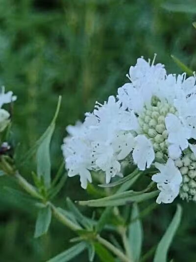 Riggs Heritage Park - Van Buren Township,