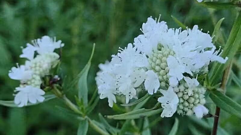 Riggs Heritage Park - Van Buren Township,