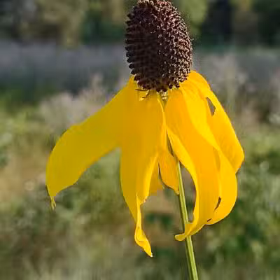 Riggs Heritage Park - Van Buren Township,