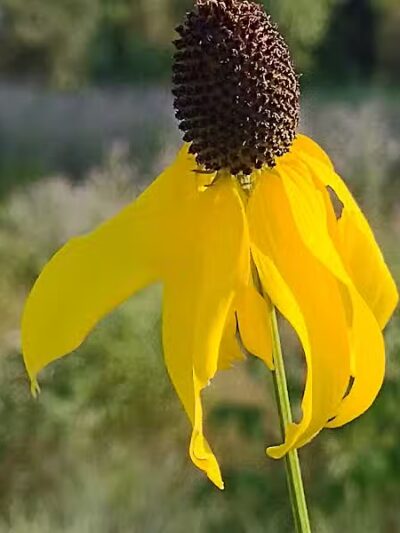 Riggs Heritage Park - Van Buren Township,