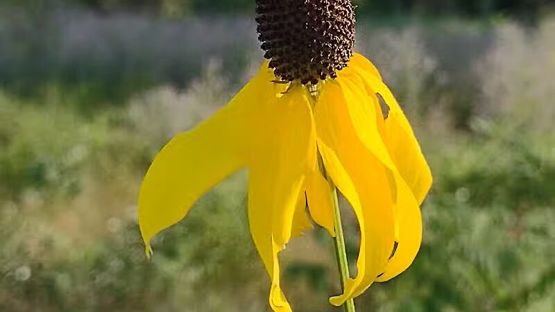 Riggs Heritage Park - Van Buren Township,