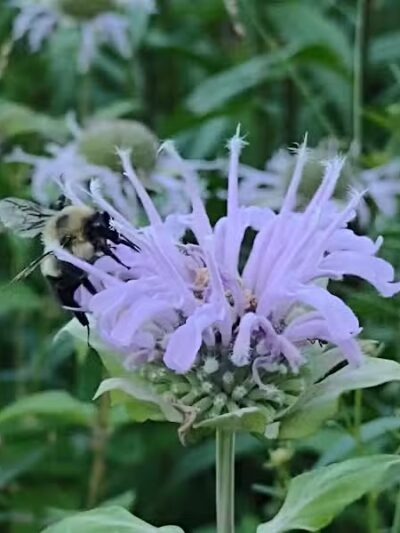 Riggs Heritage Park - Van Buren Township,
