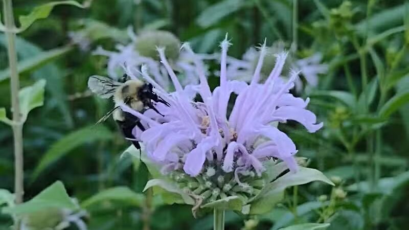 Riggs Heritage Park - Van Buren Township,