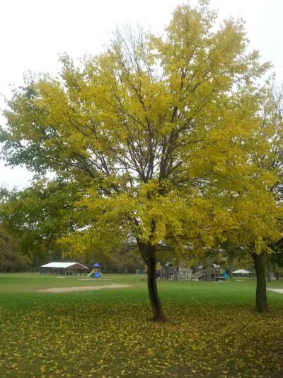 Van Buren Park - Van Buren Township,