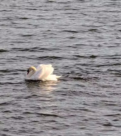 Van Buren Park - Van Buren Township,