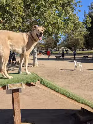 Sepulveda Basin Off-Leash Dog Park - Van Nuys, CA