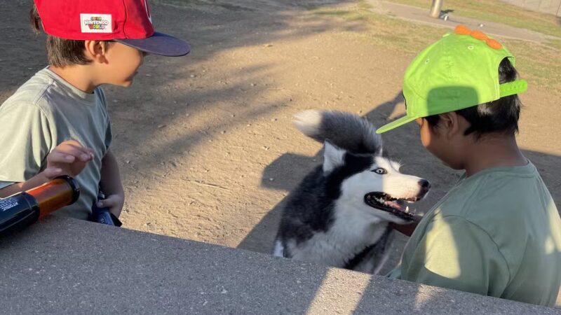 Sepulveda Basin Off-Leash Dog Park - Van Nuys, CA