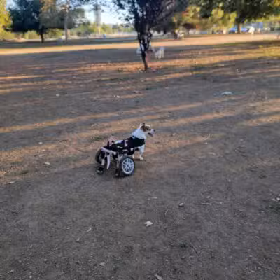Sepulveda Basin Off-Leash Dog Park - Van Nuys, CA