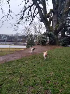Clark County Dog Park - Vancouver, WA