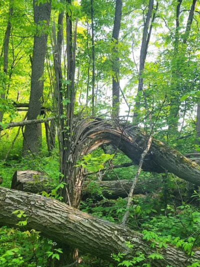 T.K Lawless Park - Vandalia,