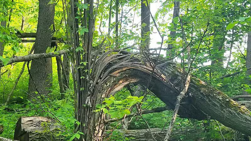 T.K Lawless Park - Vandalia,