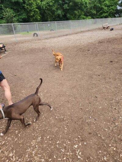 Saxony Dog Park - Vernon, CT