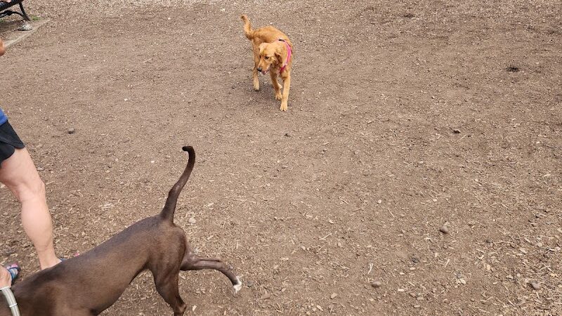 Saxony Dog Park - Vernon, CT