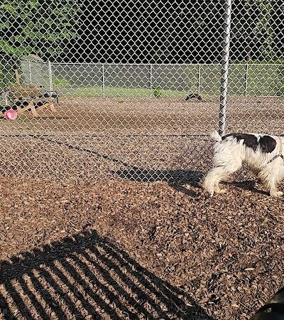 Saxony Dog Park - Vernon, CT