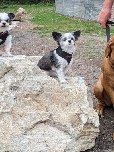 Saxony Dog Park - Vernon, CT