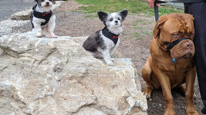 Saxony Dog Park - Vernon, CT