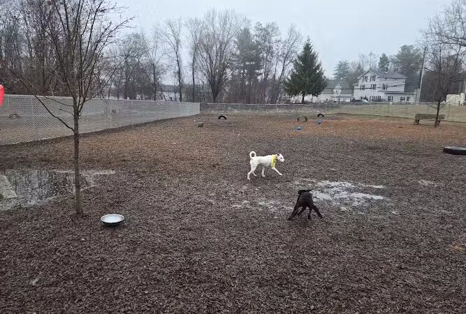 Saxony Dog Park - Vernon, CT
