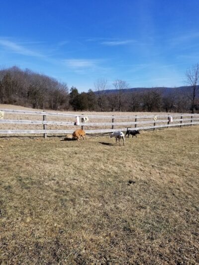 Vernon Dog Park - Vernon Township, NJ