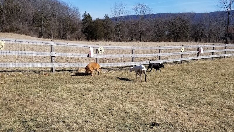 Vernon Dog Park - Vernon Township, NJ