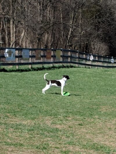 Vernon Dog Park - Vernon Township, NJ