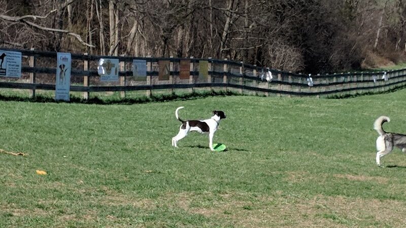 Vernon Dog Park - Vernon Township, NJ