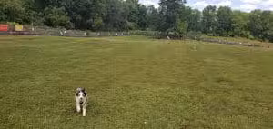Vernon Dog Park - Vernon Township, NJ