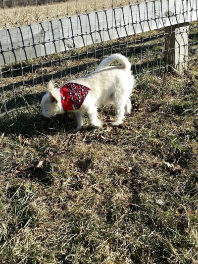 Vernon Dog Park - Vernon Township, NJ