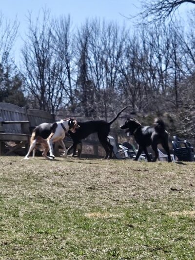 Vernon Dog Park - Vernon Township, NJ