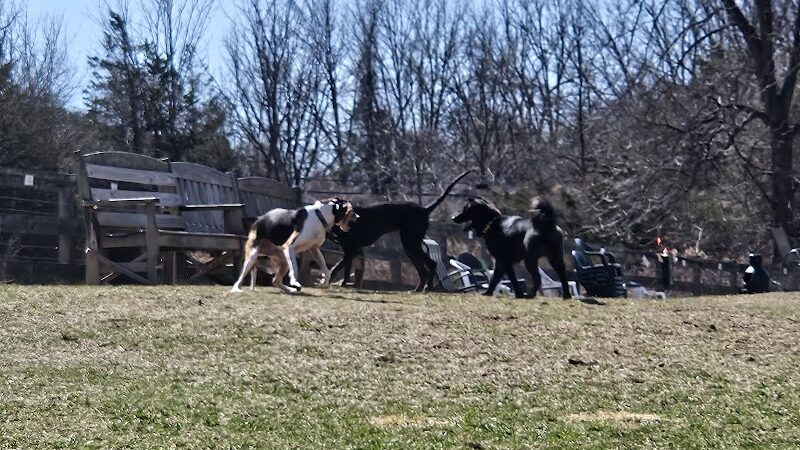 Vernon Dog Park - Vernon Township, NJ