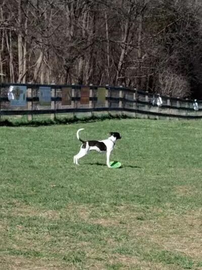 Vernon Dog Park - Vernon Township,