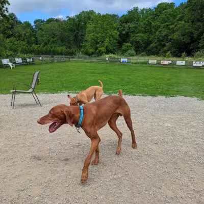 Vernon Dog Park - Vernon Township,