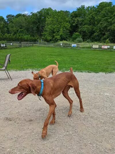 Vernon Dog Park - Vernon Township,